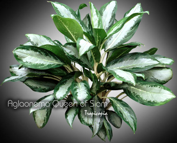 Aglaonema - Aglaonema 'Queen of Siam' - Chinese Evergreen